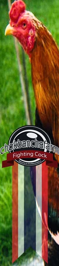 Chokbanchafarm
