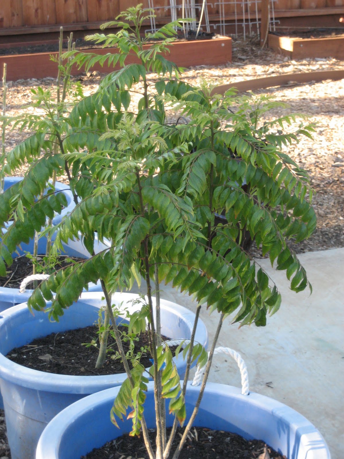 Brindavan in the Bay Area The Curry leaf plant update