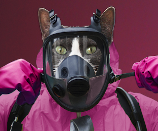 cat with hazmat suit