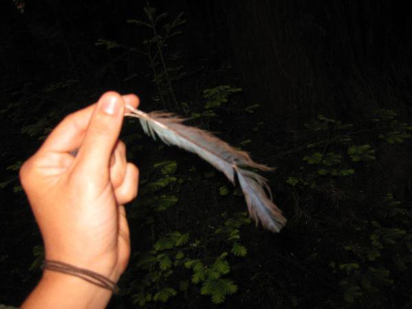 first feather