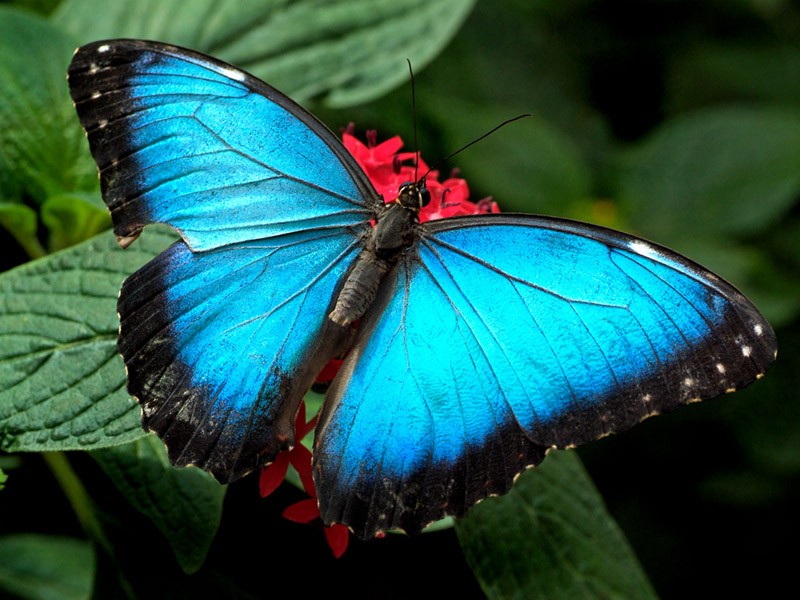 Blue-Butterfly-Wallpaper-800-x-600.jpg