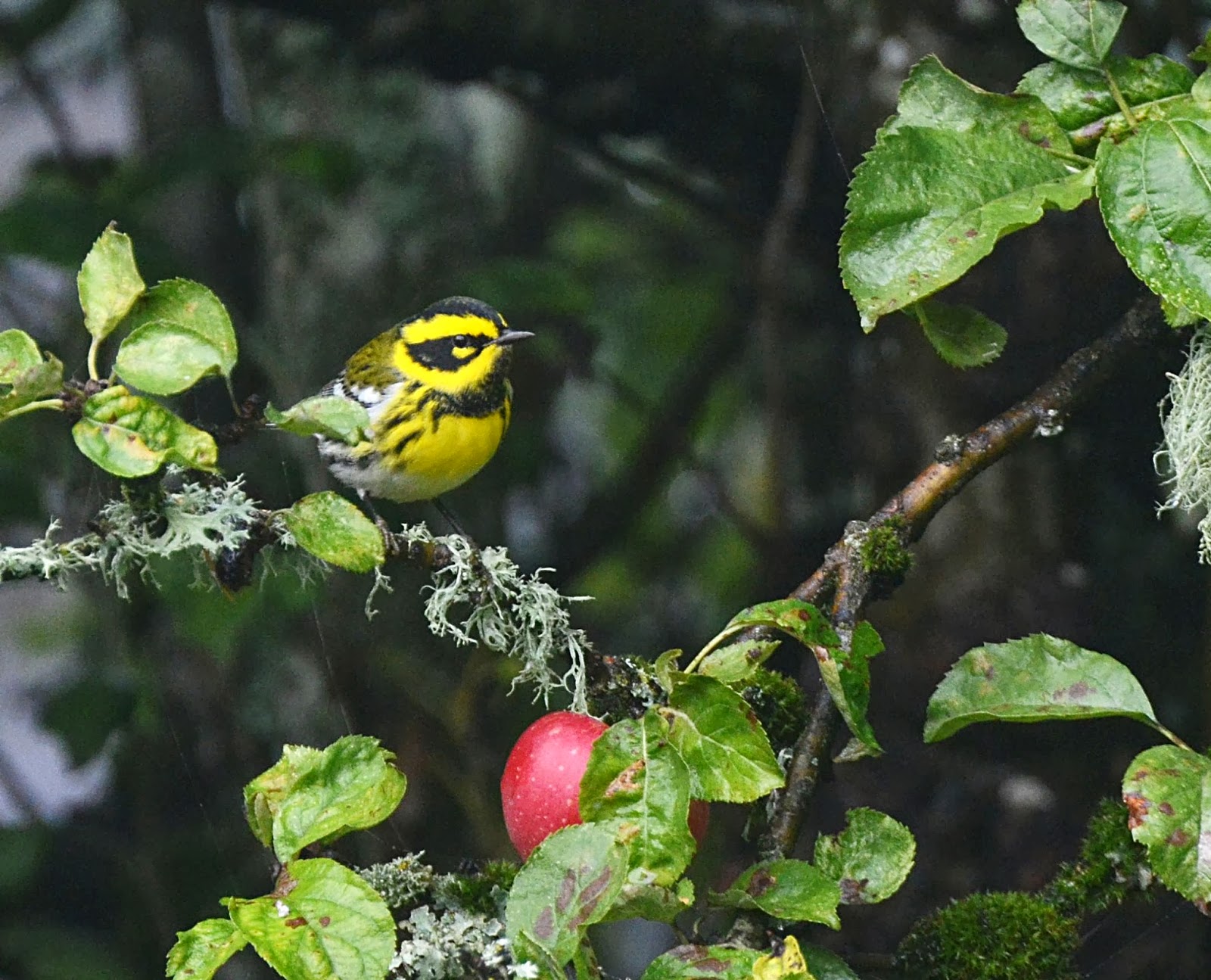 Oregon Backyard Birds, etc. Returned for Winter 2