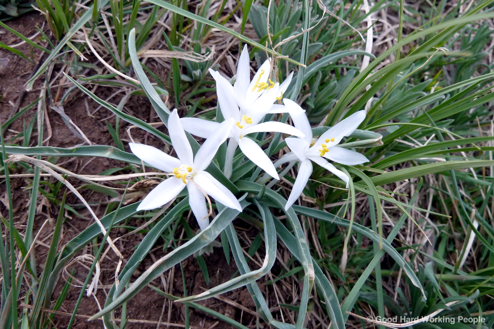 Photos of Colorado Wildflowers in Spring