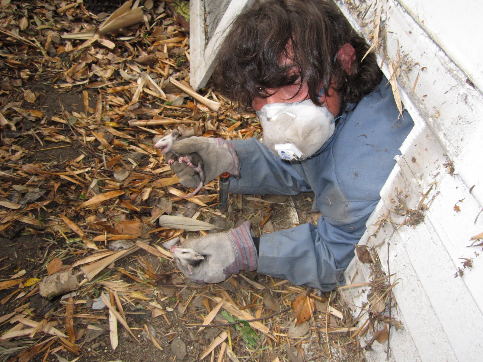 All City Animal Trapping All City Animal Trapping, Humane, Live Animal