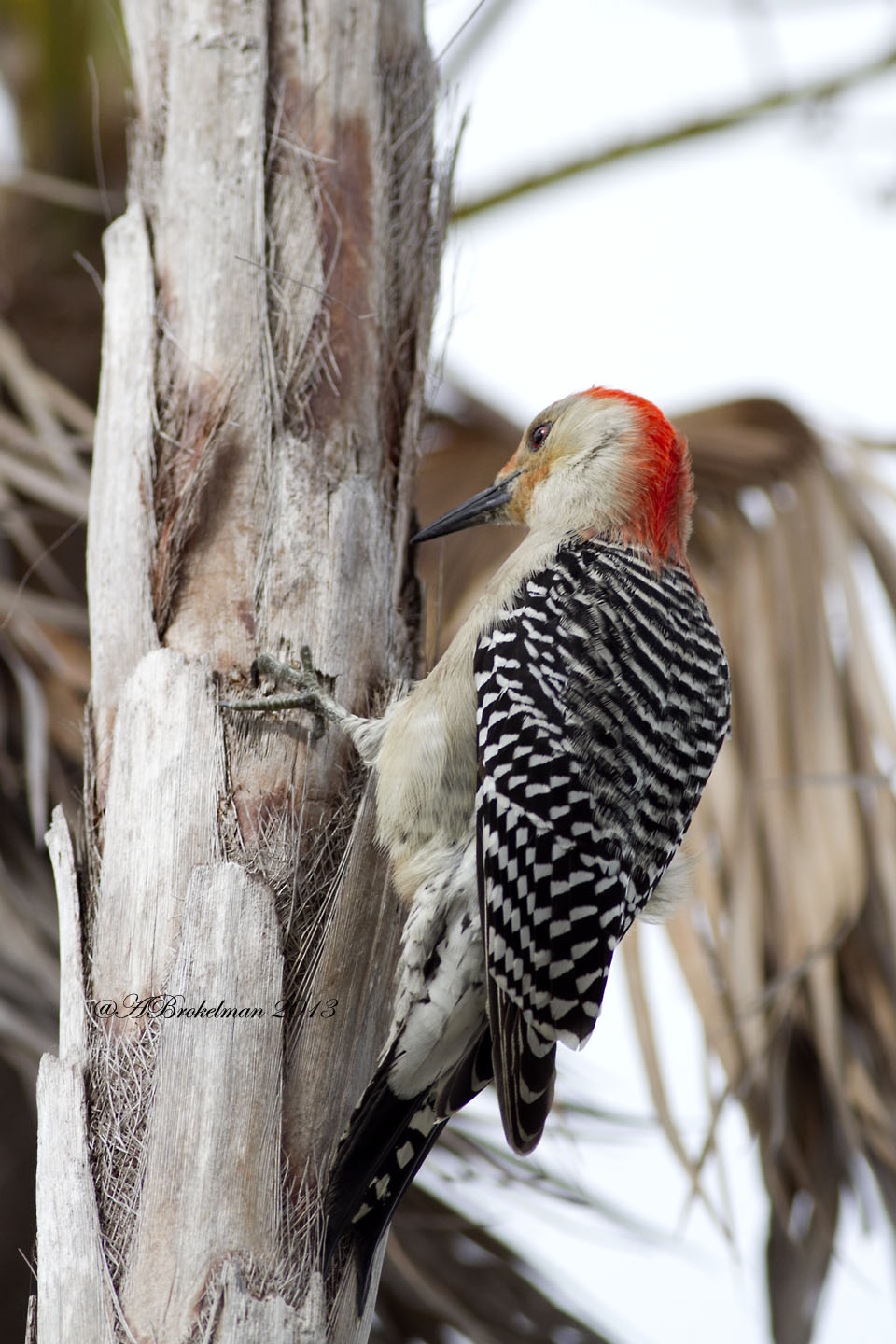 Ann Brokelman Photography: Florida Red-Bellied Woodpeckers Jan 2013