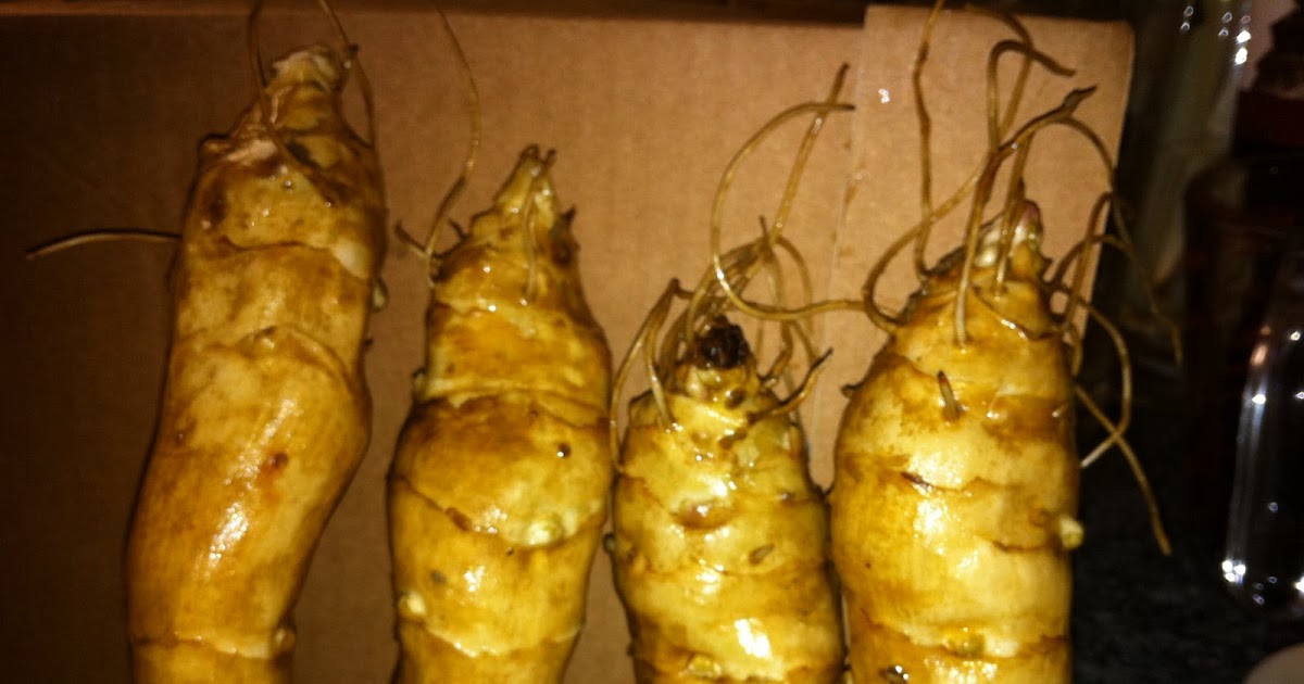 A Guide to the Good Life&hellip; Screaming Mandrake Root?