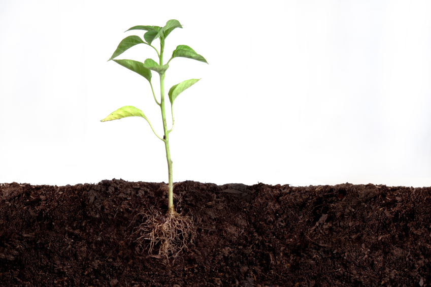 RIG Blog This Developing Faith In The Father's Love