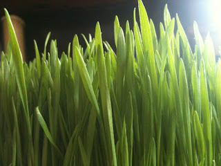 wheat grass fodder at seven days