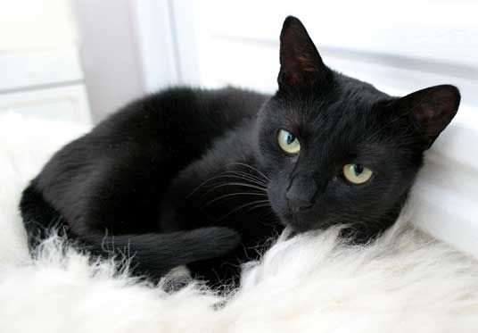 7 Mitos Seputar Kucing Hitam Di Berbagai Negara [ www.BlogApaAja.com ]