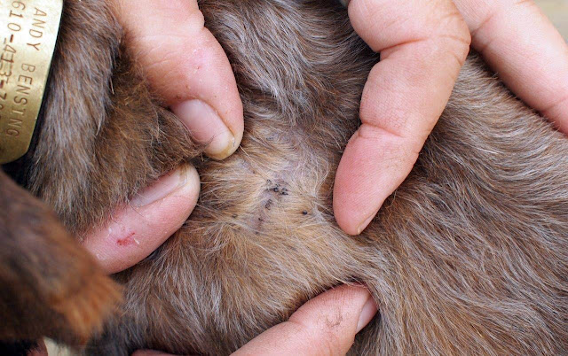 How To Get Ticks Off A Cat Easily How To Get Ticks Off A Cat Easily