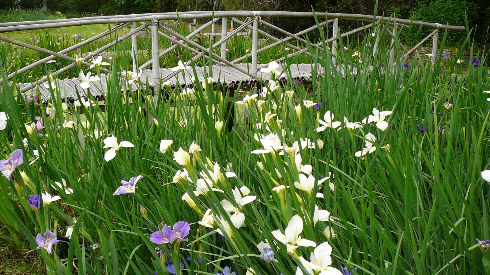 World of Irises Louisiana Iris Bloom Season on Caddo Lake
