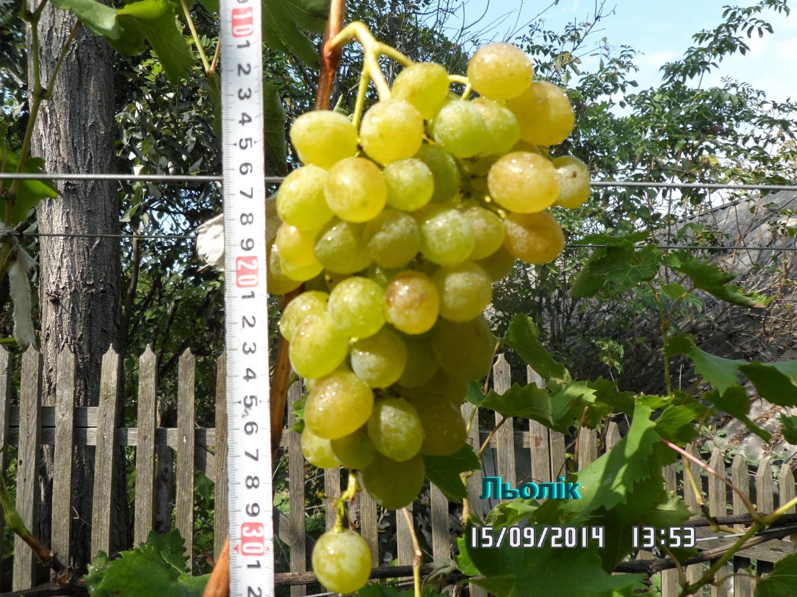 Лучшие сорта черешни Агропромышленный вестник Компании : продукты питания оптовая продажа овощи фрукты