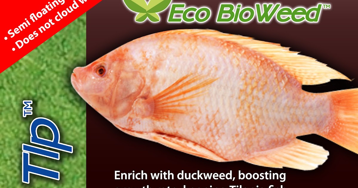 Eco Bioweed Pellets for high volume Tilapia Fish