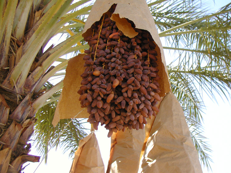 middle eastern singles in thousand palms An estimated 60% of all date palms are grown in the middle east and north africa growing dates and date palms in recent years, date palms have become extremely popular as landscape specimens in subtropical areas across the globe. middle eastern singles in thousand palms An estimated 60% of all date palms are grown in the middle east and north africa growing dates and date palms in recent years, date palms have become extremely popular as landscape specimens in subtropical areas across the globe.