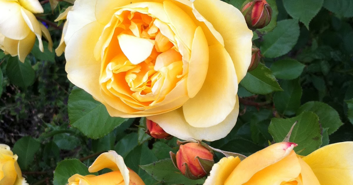 The Yellow Rose of Texas