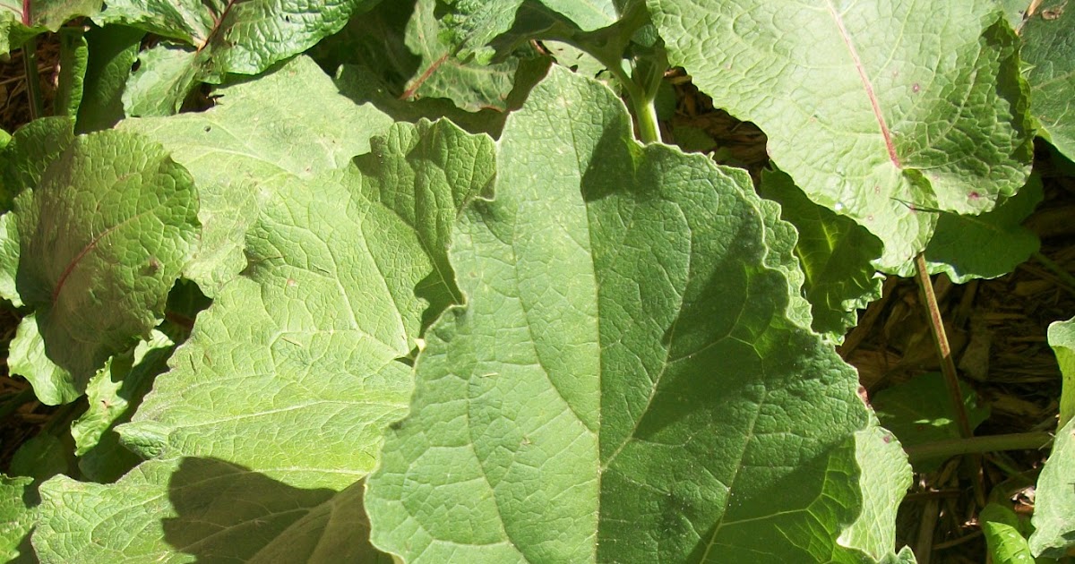 Thymes Ancient Remedies Allergies Blog Part 1 Spring Fever & Intro to