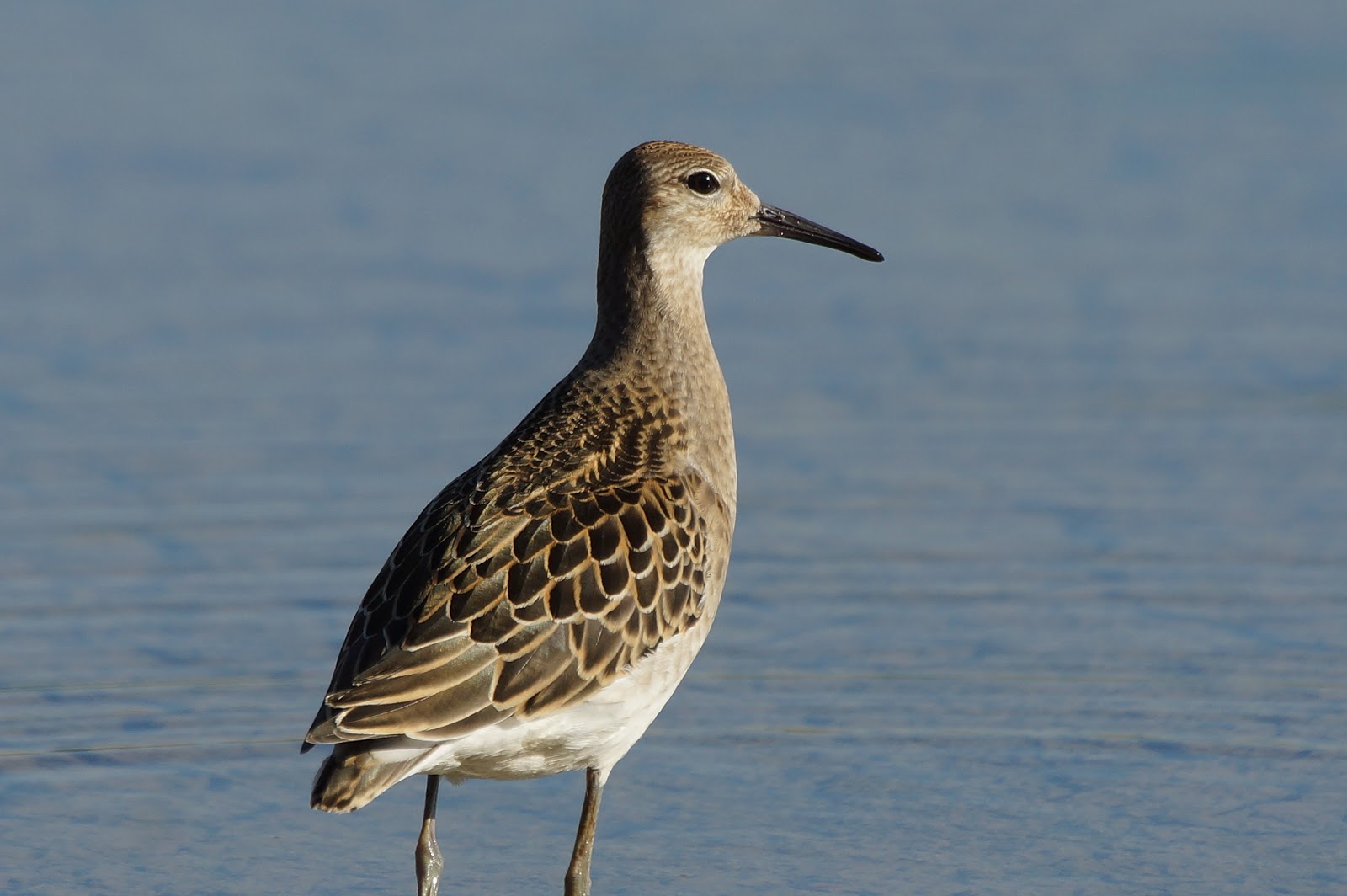 Pasión por las aves Combatiente.(Philomachus pugnax)