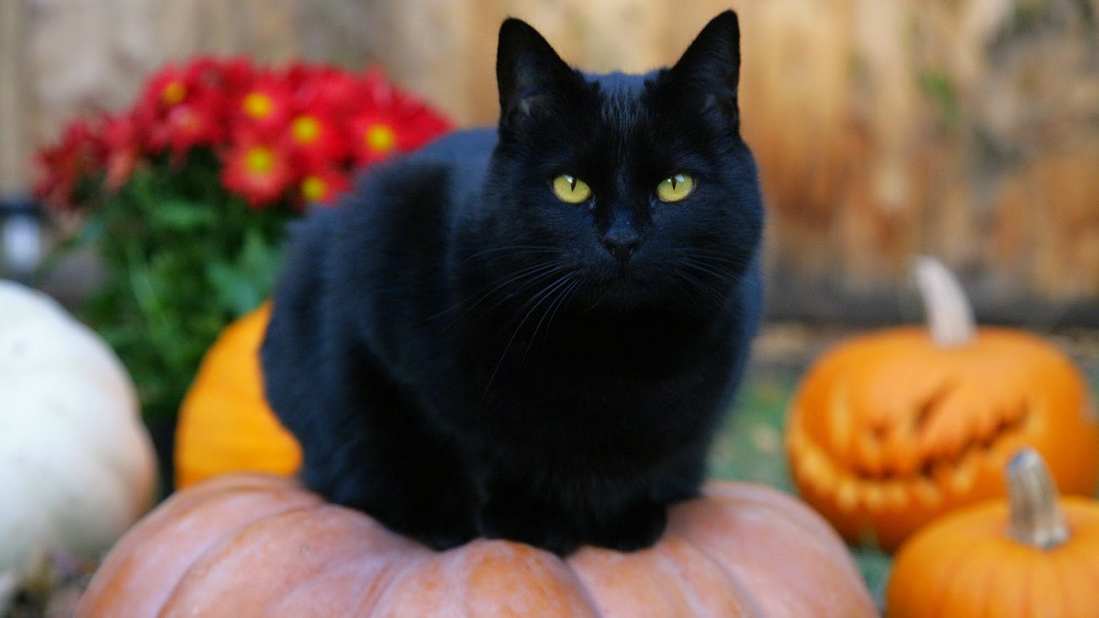 Gatto Nero Day Per Ricordare Le Migliaia Di Gatti Che Ancora