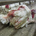 Important Video on Whistle Blowers and the Abuse of Animals