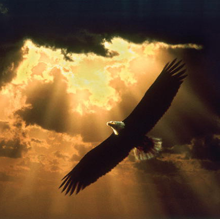 freedom the eagle