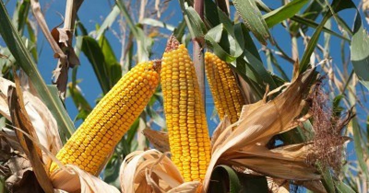Mia's Domain GMO DroughtTolerant Corn OverPromises Plant Scientist