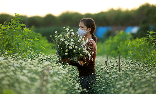[Image: ha-noi-dep-tinh-khoi-mua-cuc-hoa-mi-3.jpg]