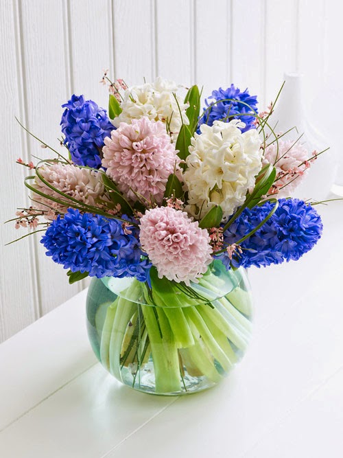 Bán cây tiên ông (Huệ tây, dạ lan hương, Hyacinthaceae) - 2