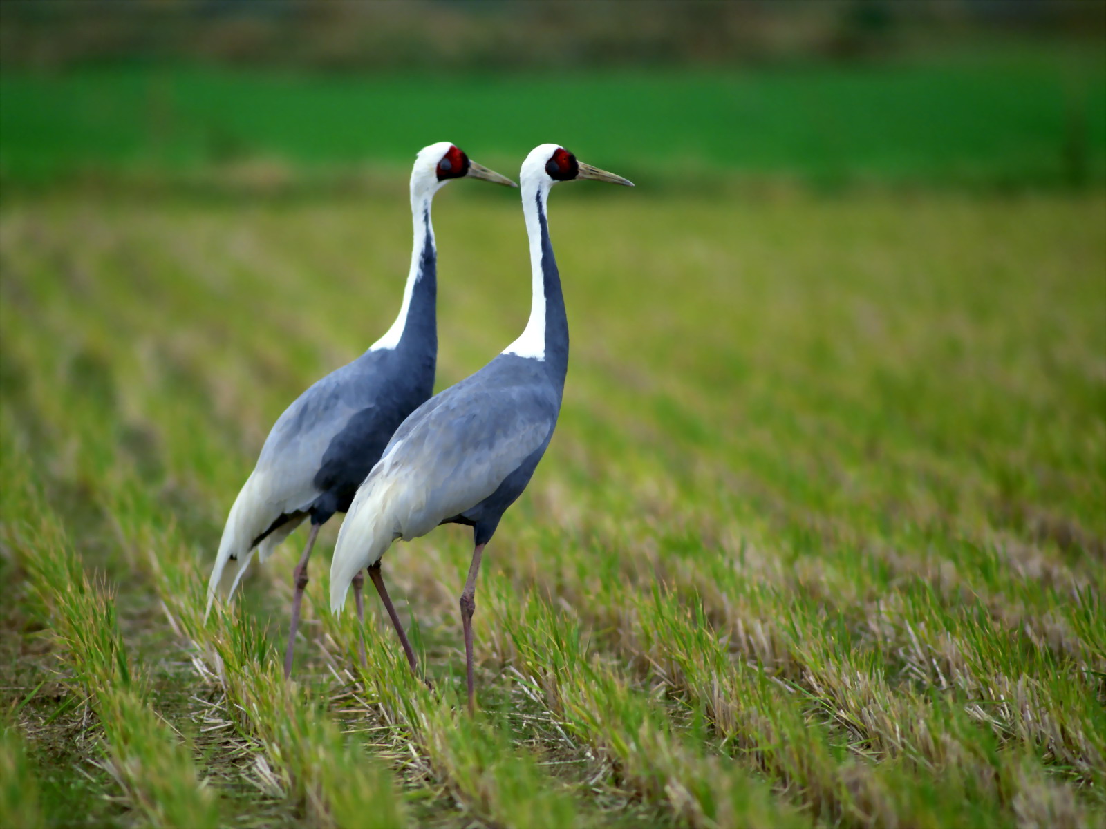 incredible images love birds high resolution incredible images love birds high resolution