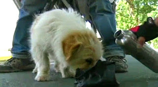 Xiao Sa, Anjing Lucu Penjelajah 1700KM China-Tibet Xiao Sa, Anjing Lucu Penjelajah 1700KM China-Tibet