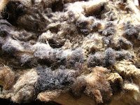Finn/Dorset fleece underside