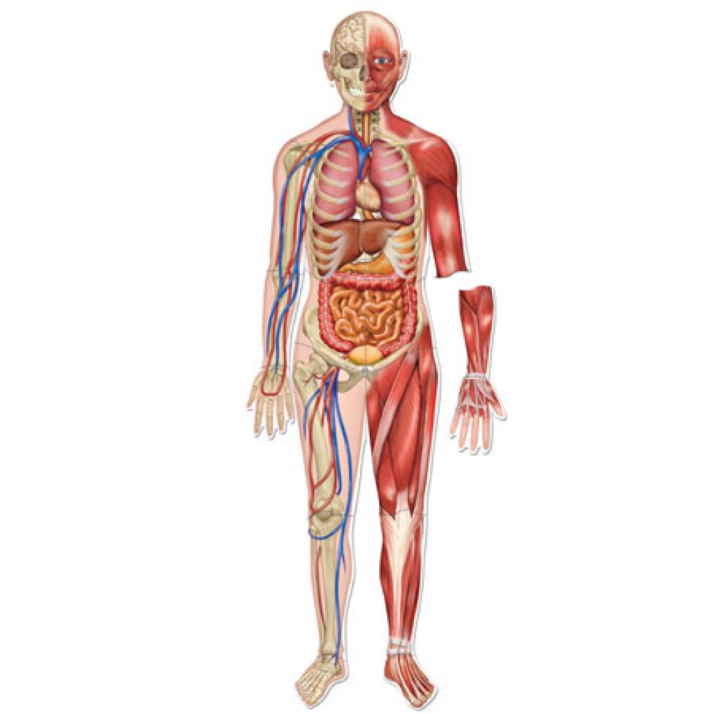 100 Amazing Facts About Human Body - Did You Know