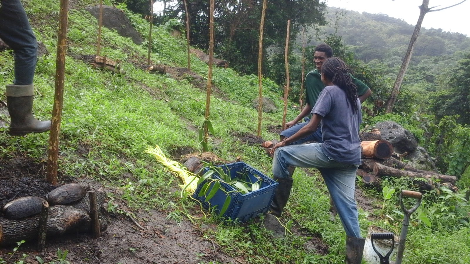 Cocoa Farming Future Initiative Grenada December 2015