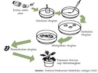 biology says totipotensi dan kultur tumbuhan biology says totipotensi dan kultur tumbuhan