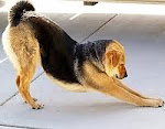 Downward Dog