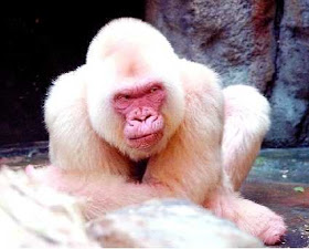Um macaco albino do Velho Mundo, gênero Ceropithecus, vestindo um