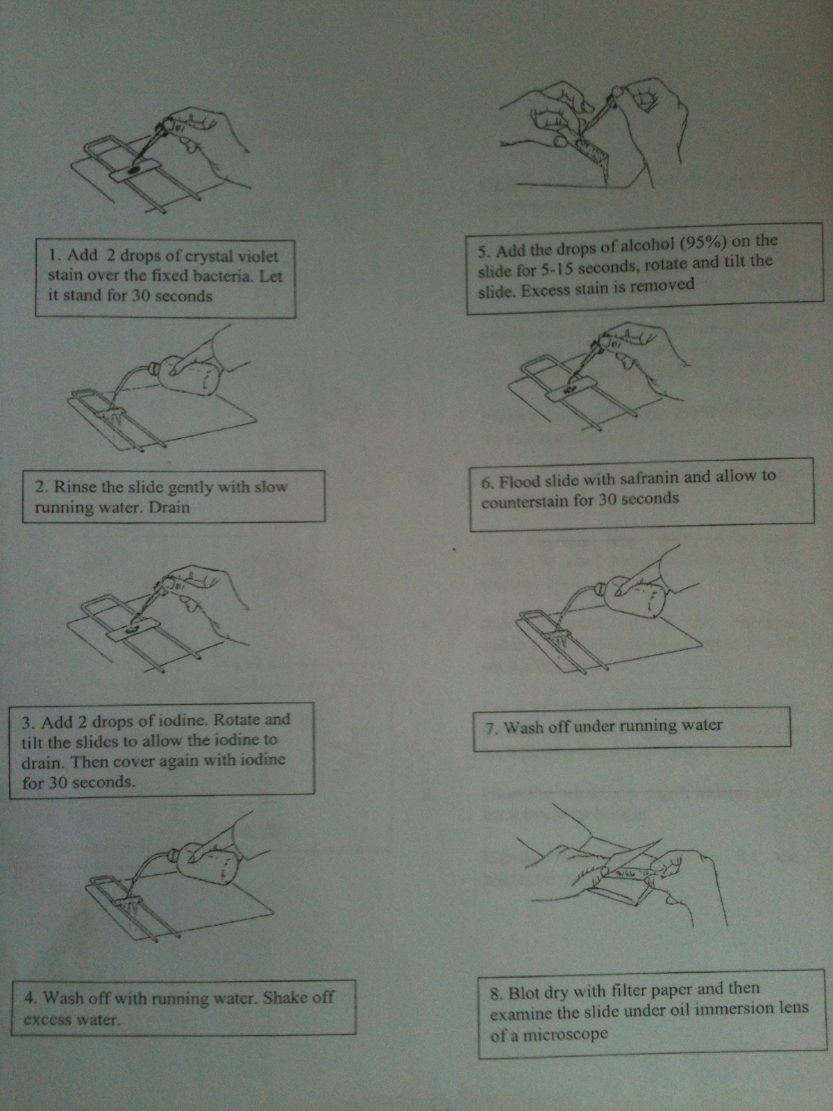 Matriculation Biology Exp. 11 Diversity of Bacteria