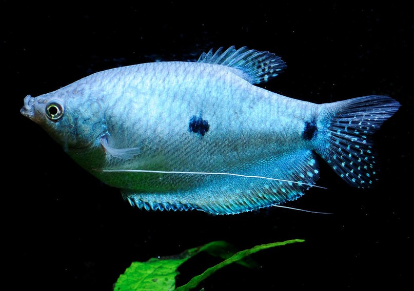 Indonesia Tourism 7 Jenis Ikan Hias Gurami Cantik Yang Wajib