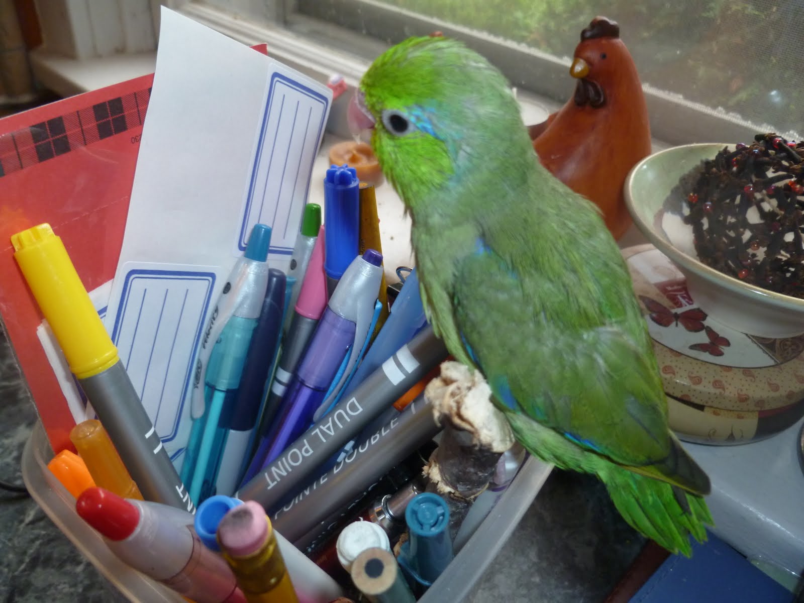heartsong aviary parrotlet babies almost weaned