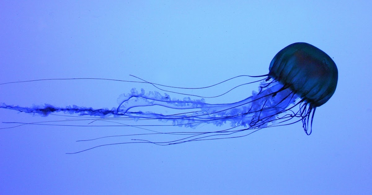 Electric Jellyfish Swimming Wallpapers