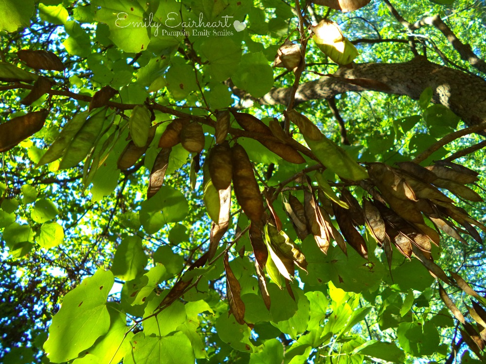 Tree branch