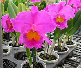 Blc. Pink Ember Jih Shen orchid flowers