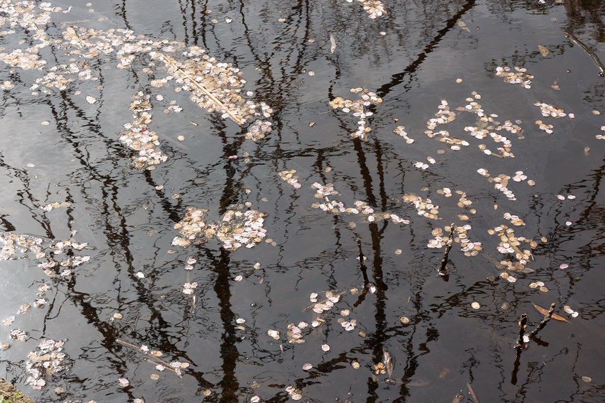 reflection: floating petals