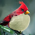 Real Angry Birds By Mrfarts