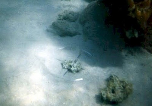 Foto+Nabi+Musa GALERY GAMBAR DAN FOTO BUKTI NABI MUSA PERNAH MEMBELAH LAUT MERAH ...