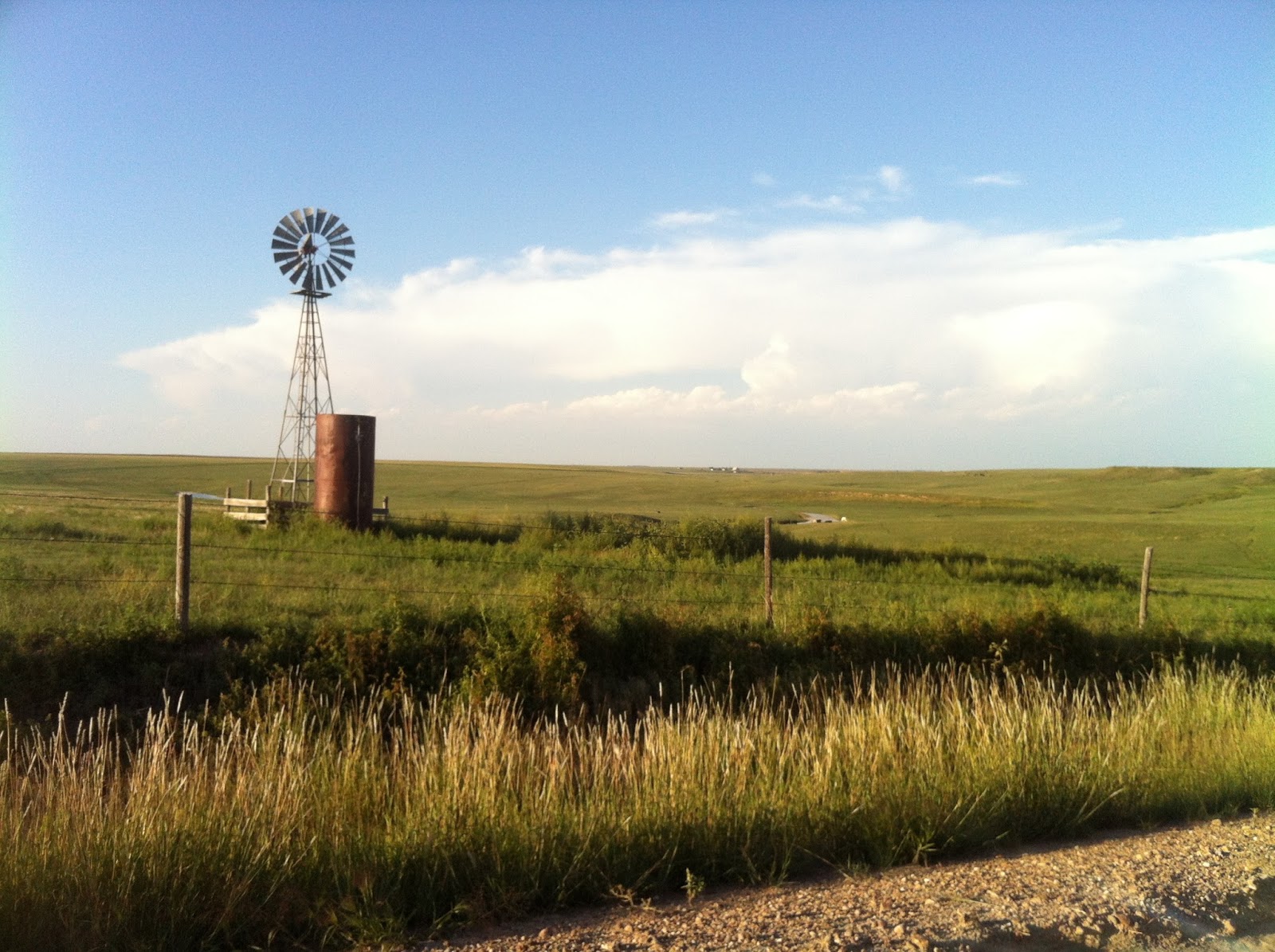 Silver Summit Mt Sunflower, Kansas Unexpected Beauty