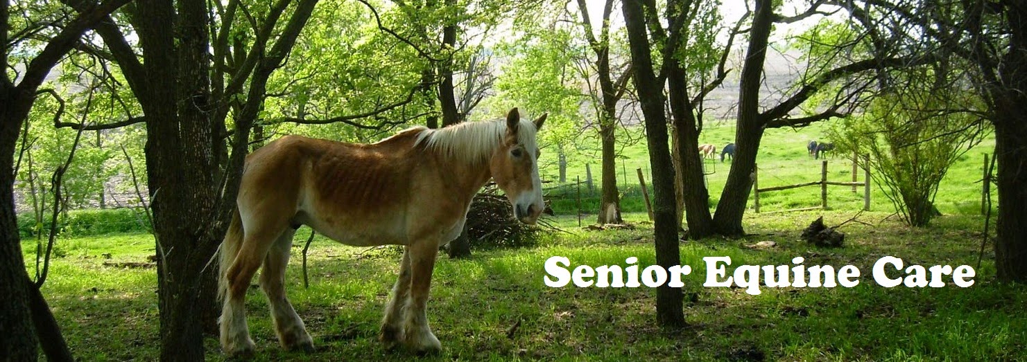 Senior Equine Care