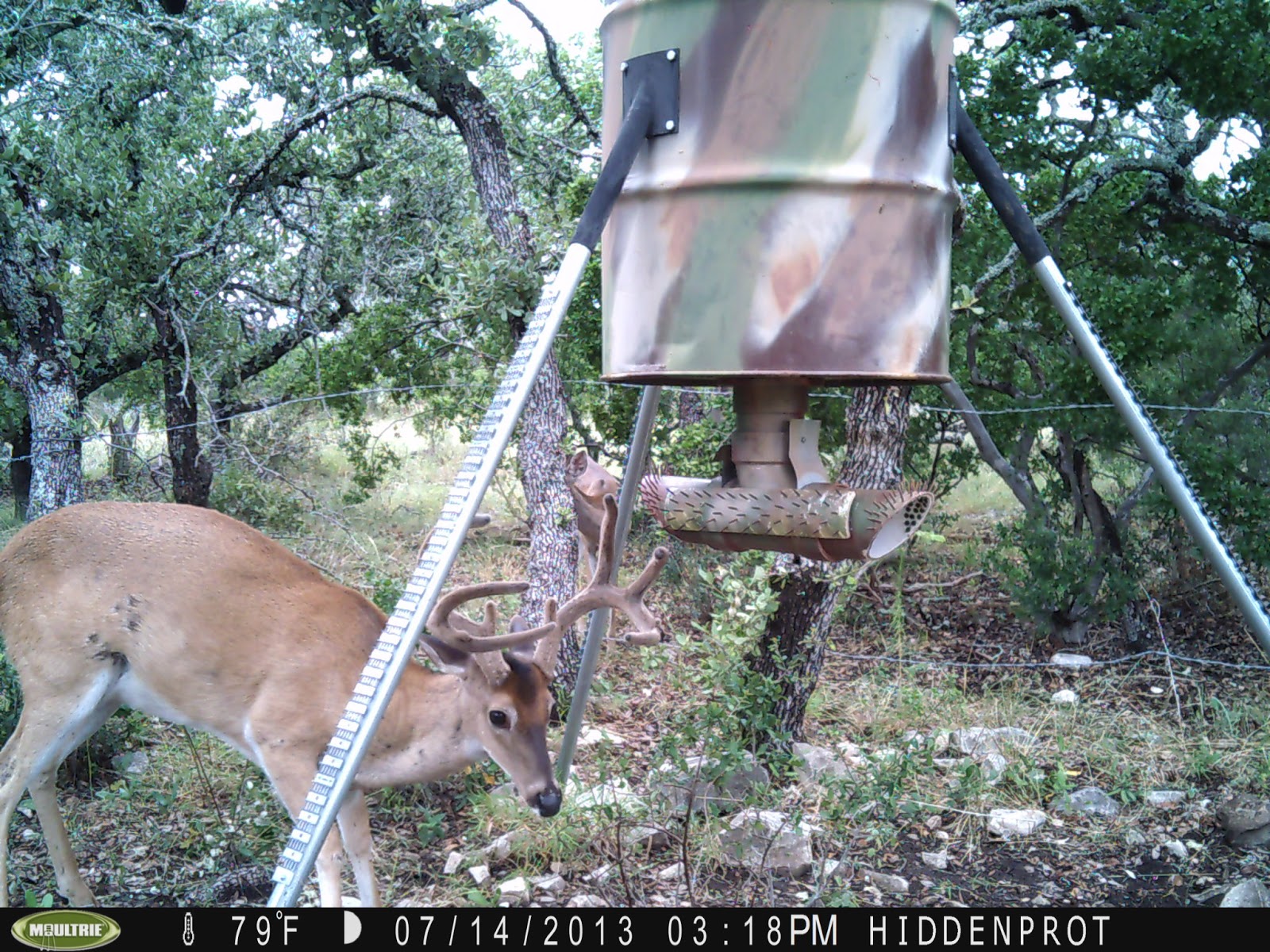 Texasnative00 Hunting And Product Reviews Trail Camera Photos