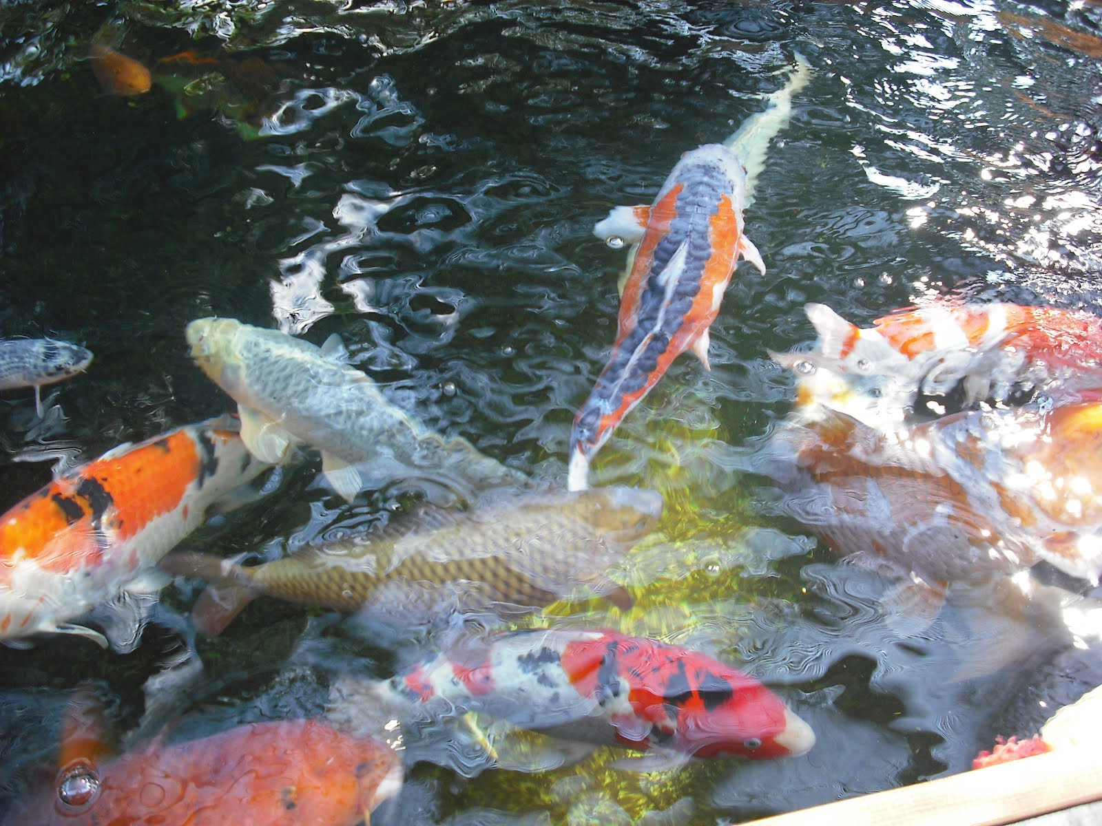 koi-pond-club-3.jpg