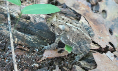 Eastern American Toad (Bufo americanus americanus