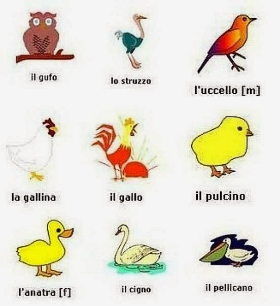 Bakker Idiomas Aprendendo o nome dos pássaros em Italiano